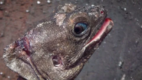 Brown basilisk (Basiliscus vittatus) Stock Footage 283009742