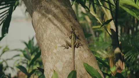 Brown Basilisk Climbing Tree Trunk in Lush Lake Peten Itza Forest, Guatemala Видео 348150620