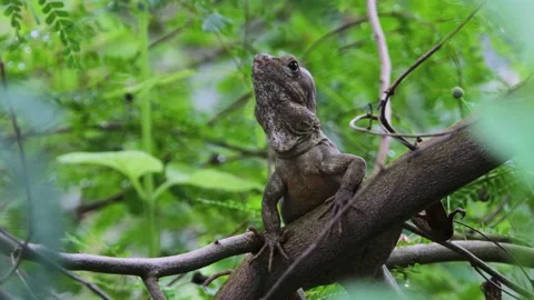 Brown Basilisk Lizard moving &amp; looking around on Tree Branch in Tropical Forest Stock Footage 231429133