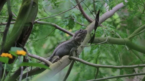 Brown Basilisk Lizard resting &amp; looking around on Tree Branch in Tropical Forest Stock Footage 231349847