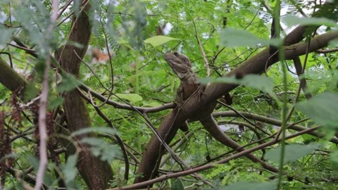 Brown Basilisk Lizard resting &amp; looking around on Tree Branch in Tropical Forest Stock Footage 231381997