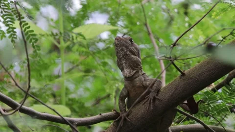 Brown Basilisk Lizard resting &amp; looking around on Tree Branch in Tropical Forest Stock Footage 231382060