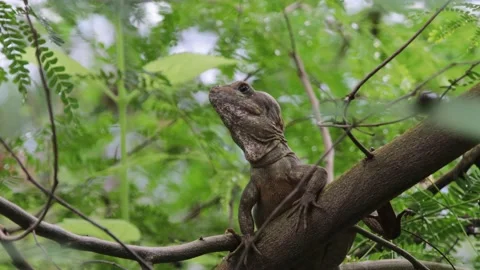 Brown Basilisk Lizard resting &amp; looking around on Tree Branch in Tropical Forest Stock Footage 231382112