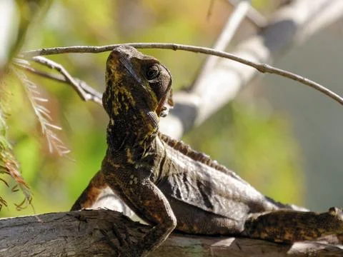 Brown Basilisk Lizard on Tree Stock Photos
