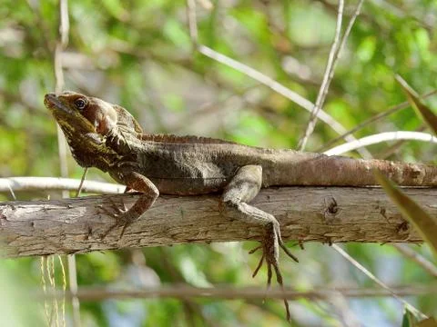 Brown Basilisk Lizard on Tree Stock Photos