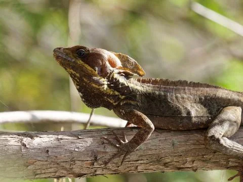 Brown Basilisk Lizard on Tree Stock Photos
