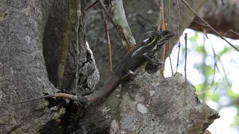 Brown basilisk resting on a tree Stock-Footage 111451852