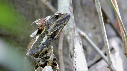 Brown basilisk resting on a tree 스톡 동영상 111451868