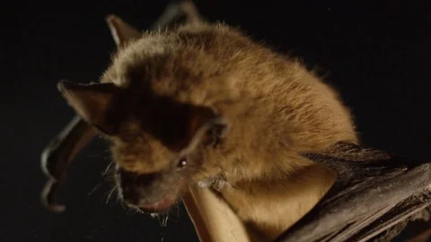 A brown bat isolated on black background Stock Footage 117033803