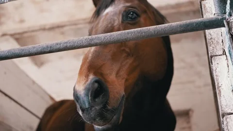 Brown Bay Horse Standing in Stable Stall Looking Over Metal Bar Stock-Footage 339074348