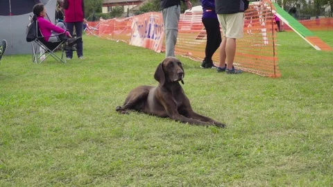 A brown beagle laying on the grass Stock-Footage 118014293