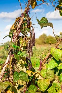 Brown beans Stock Photos