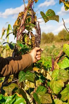 Brown beans Stock Photos
