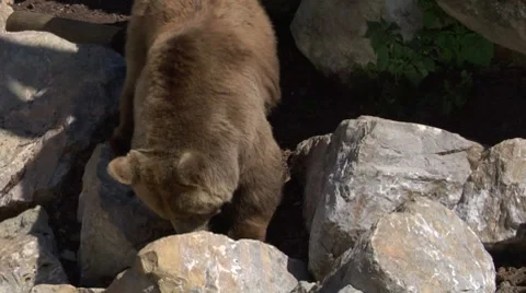 Brown bear 01 Stock Footage 8573811