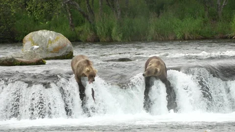 Brown Bear (#128 Grazer) catching Sockeye Salmon at Brooks Falls - Slow Motion 動画素材 248192067