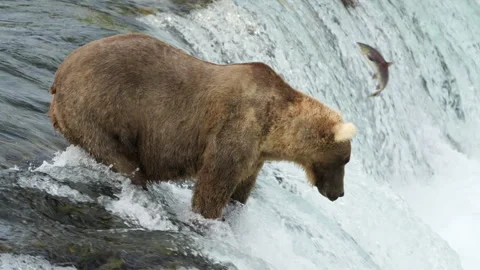 Brown Bear #128 Grazer looking for Sockeye Salmon at Brooks Falls - Slow Motion 스톡 동영상 277090326