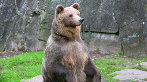 Brown Bear 2 Stock Footage 539600