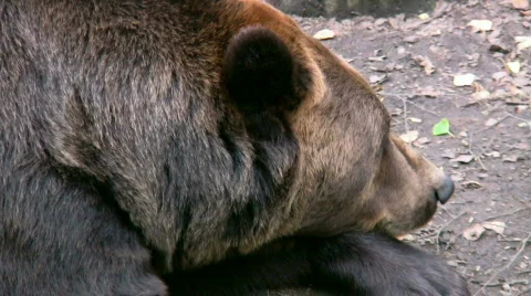 Brown Bear 3 Video stock 539976