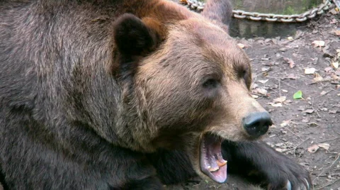 Brown Bear 5 스톡 동영상 539996