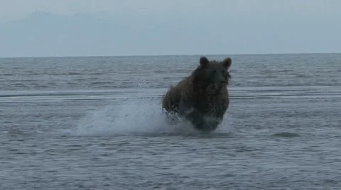 BROWN BEAR ACTION 库存影片 20542994