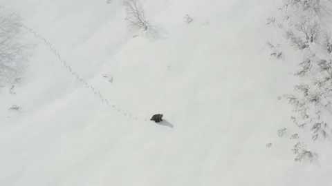 Brown bear aerial 1 動画素材 187995562