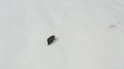 Brown bear aerial 2 動画素材 187995696