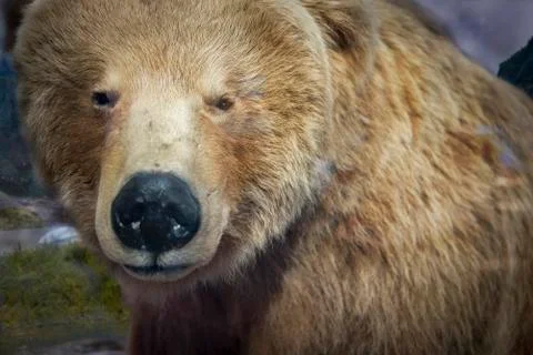 Brown bear in alaska Фото
