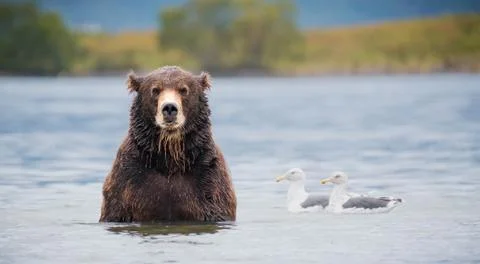 Brown bear on Alaska in river Stock Photos