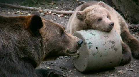 Brown Bear and cub 1 스톡 동영상 541070