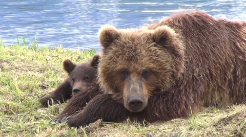 Brown bear and cub Vídeo Stock 42206742