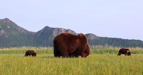 Brown bear and cubs grazing Stock Footage 157653884