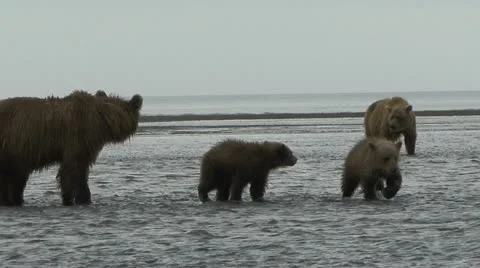 BROWN BEAR AND CUBS RUN THROUGH WATER 動画素材 20543501