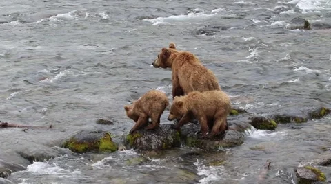 Brown Bear and Cubs Walking in River Stock Footage 52549305