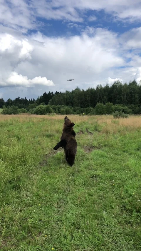 Brown bear and drone Vertical Footage Video stock 144187137