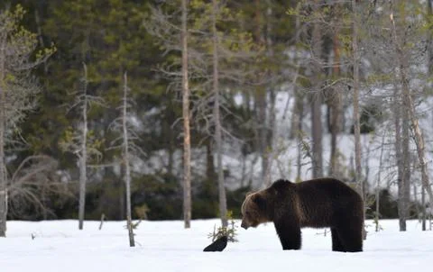 Brown Bear and raven on a snow-covered swamp in the winter forest. . Eurasian Stock Photos