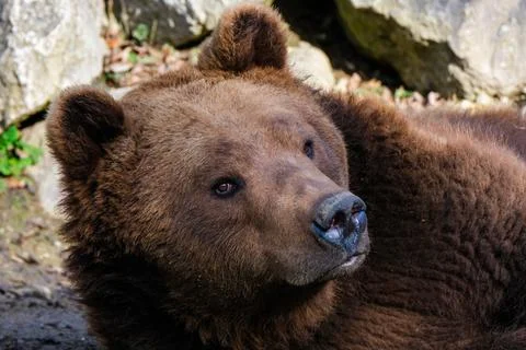 Brown bear animal mammal Stock Photos