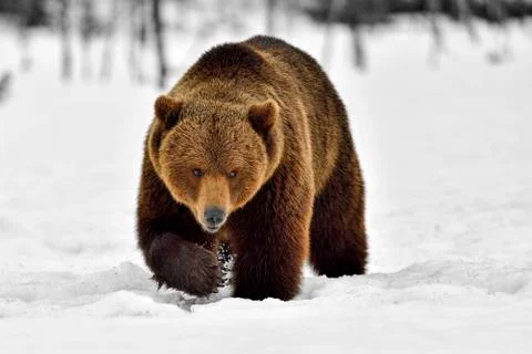 Brown bear. Approaching one step at the time. Stock-Fotos