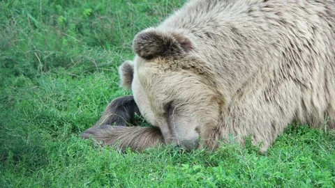 Brown bear asleep on the grass Stock Footage 79535796