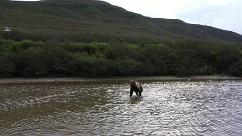 Brown Bear Attack On The River. Kamchatka Peninsula. Drone Video. Stock Footage 128659185
