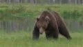 Brown Bear attacking with audio! HD Footage