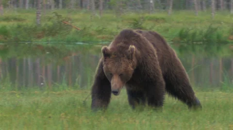 Brown Bear attacking with audio! Stock Footage