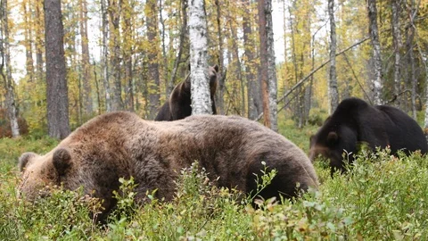 Brown bear in the autumn forest. Close up. Ursus Arctos.  Natural habitat. Video stock 120764389