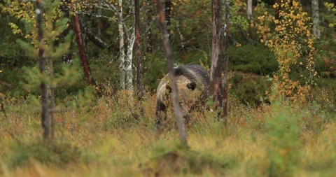 Brown bear in the autumn forest, walking around lake Stock Footage 101639783