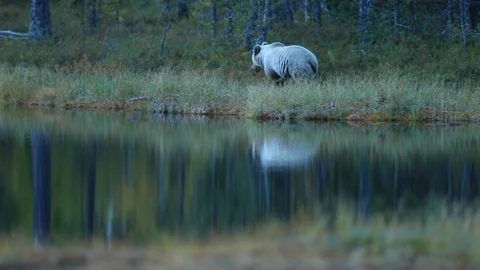 Brown bear in the autumn forest, walking around lake Stock Footage 101642489
