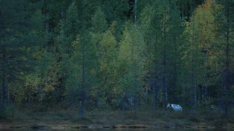 Brown bear in the autumn forest, walking around lake 库存影片 101644214