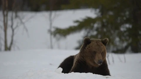Brown bear awoke from hibernation, eats the moose's corpse. Stock Footage 119388620