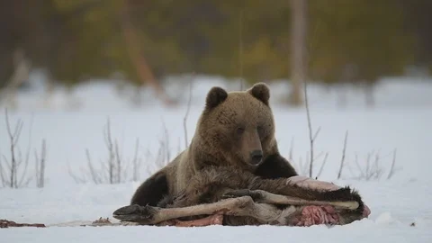 Brown bear awoke from hibernation, eats the moose's corpse. Stock Footage 119389695