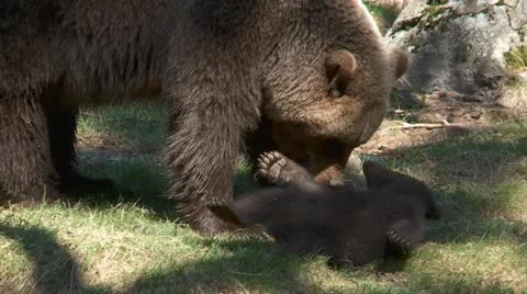Brown bear babys Stock Footage 11292579