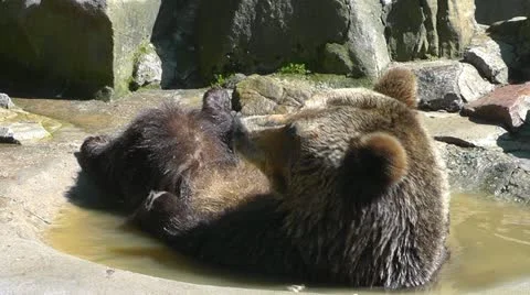 Brown bear bathing Stock Footage 10917557