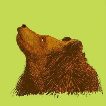 Brown bear. Bear head. Wild bear. Brown bear head. Stock Illustration